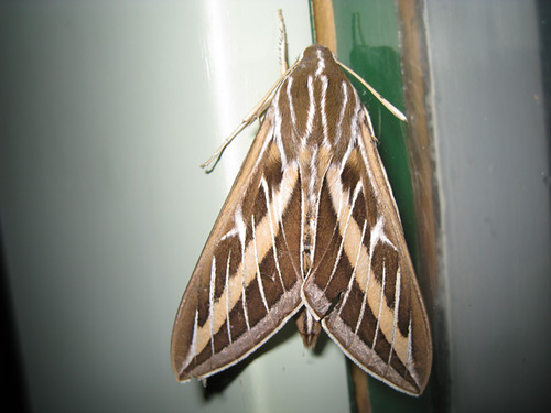 Big Ole Moth