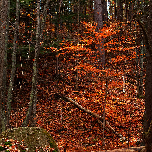 county autumn wisconsin landscape american copper beech fagus marinette grandifolia markadsit