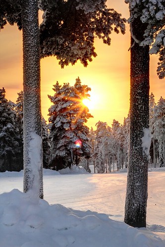 winter sun snow tree finland afternoon lapland pyha luosto pyhatunturi theworldthroughourlenses