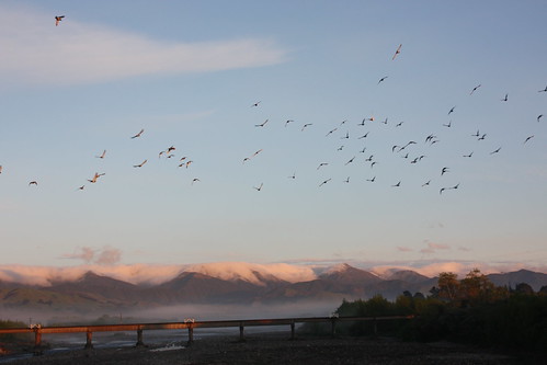 bridge sunset birds tararuas