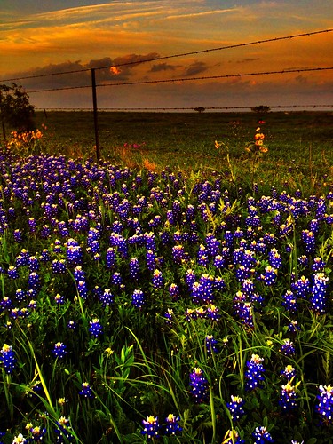 flowers blue flores flower primavera field azul spring flor bluebonnet bluebonnets