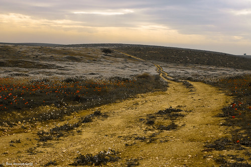 flowers blue red white yellow clouds landscape israel path ron trail anemones darom rozentzweig ronrozentzweig