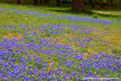 flowers wild texas country hill bluebonnet
