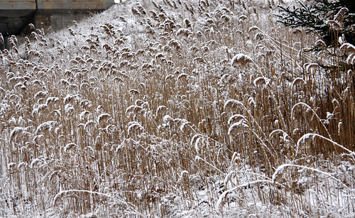 winter snow flora highway sony hamilton ancaster variosonnar