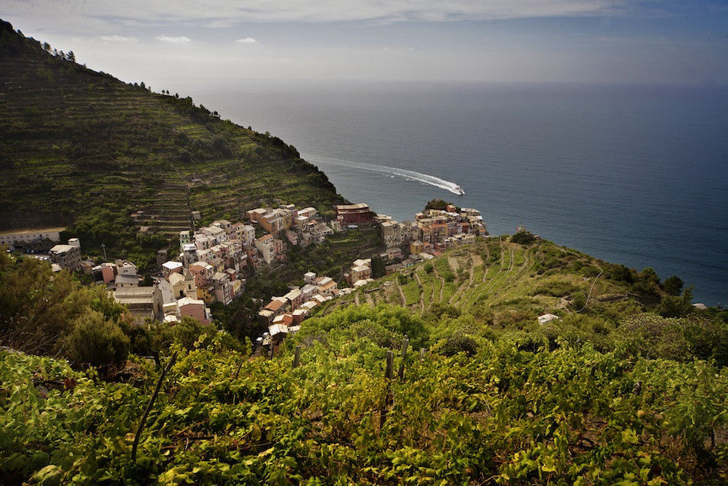 The typical terraced hills in the Cinque Terre Park
