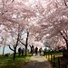 Cherry Blossoms in Washington, March 19, 2012