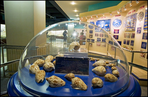 Shell Display at Phuket Seashell Museum