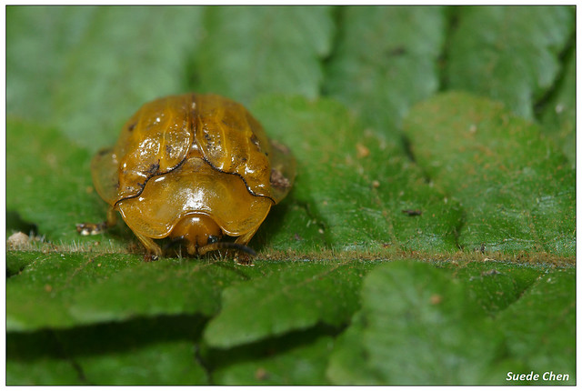 大黃龜金花蟲 Basiprionota angusta (Spaeth, 1914)