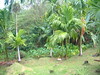 Palau agroforest with taro and betel nut