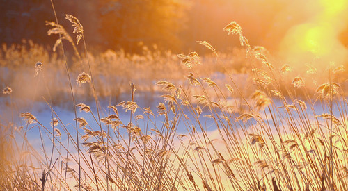 morning blue light orange sun snow reeds nikon jyrki winterbeauty kotka salmi d7000 nikonflickrawardgold pwnature