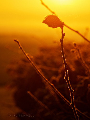 forest sunrise germany olympus wald sonnenaufgang 105mm neckarsulm badenwürttemberg obereisesheim dornet