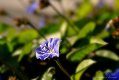 Wild Viola <3