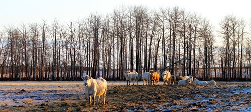 winter canada rural landscape farm alberta prairie jpandersenimages