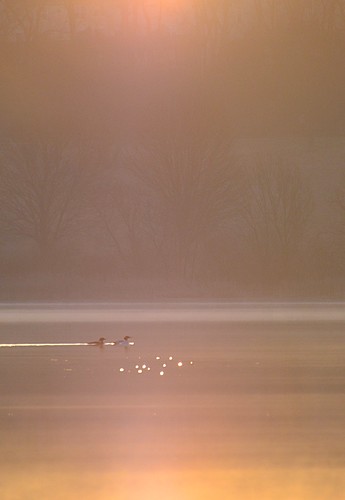 park lake sunrise nikon state pennsylvania ducks reservoir pa marshcreek d7000