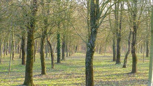 alberi fiume campagna emiliaromagna bosco pioppi campi panaro lumache spirali argini chiocciole