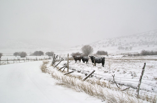 road winter snow fence landscape utah cows scenic
