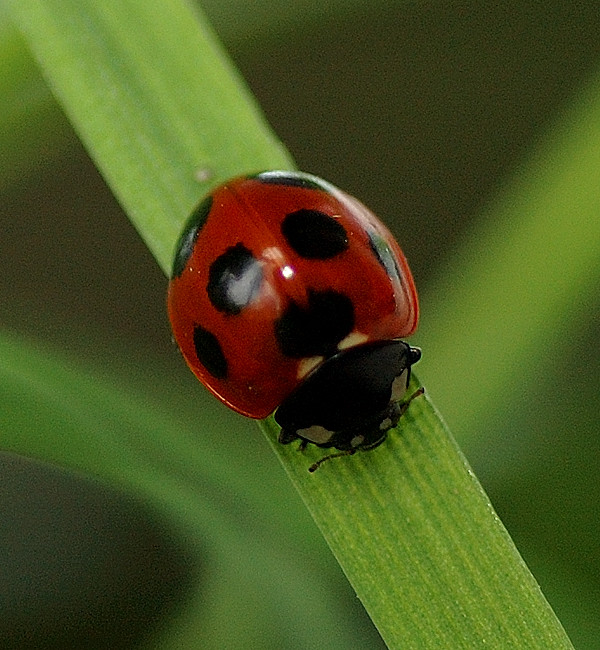 ladybird on a grass.