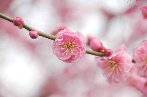 梅 plum-blossom