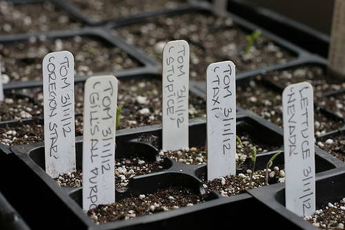 Vegetable Starts 2012