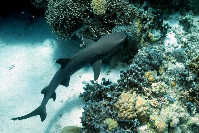 tubbataha- amos rock- white tip reef shark