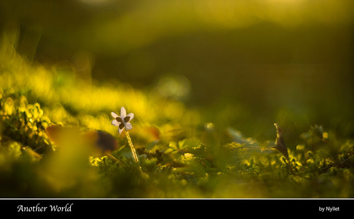sunset sunlight leaves moss bokeh backlit hepatica helios408515