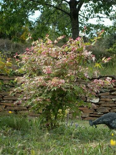 Acer palmatum 'Oridono Nishiki'