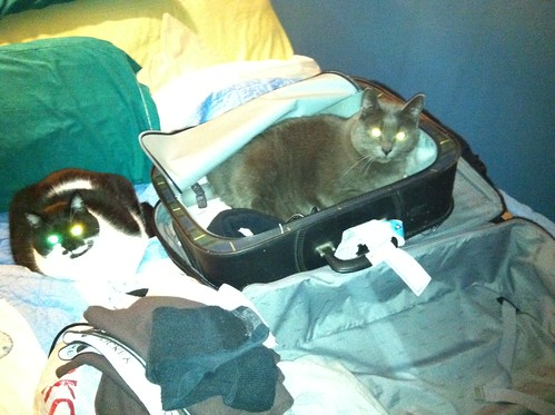 The cats are glad our luggage is back home... by charlib52