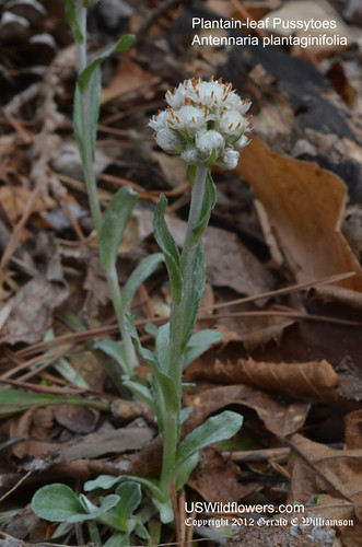 Plantain-leaf Pussytoes - Antennaria plantaginifolia by USWildflowers, on Flickr
