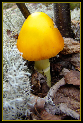 nature mushroom forest maine fungus acadia acadianationalpark fungal