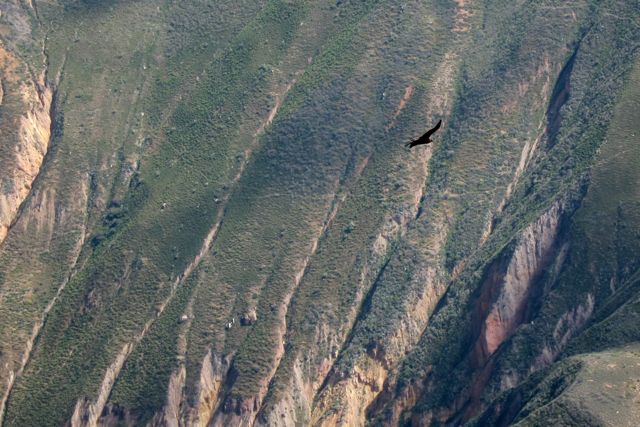Colca Canyon Condor