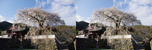 Koufukuji-no Oitozakura (cherry blossoms), stereo parallel view