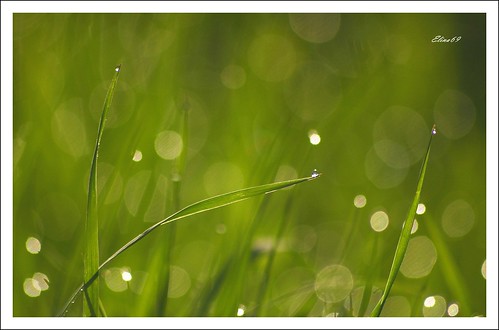 macro verde green canon bokeh drop erba prato gocce