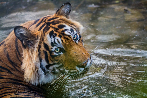 india spring tiger safari rajasthan ranthambore khilchipur