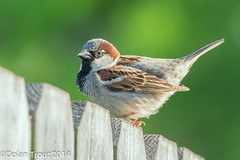 European Sparrow