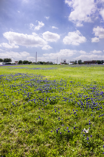 flowers blue green field spring texas bright tx sunny mesquite april wildflowers hdr bluebonnets photomatix tonemapped