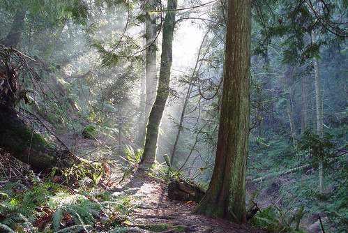 forest ambientlight britishcolumbia vancouverisland