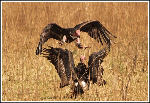 india mountains nature landscape king olympus vultures himalayas dey garhwal anindo corbettnationalpark uttarakhand e520 olympuse520 mygearandme anindodey