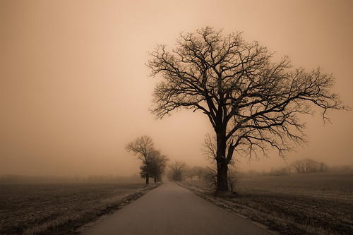 road winter usa tree field fog wisconsin brooklyn rural landscape photography photo highway midwest image farm country foggy picture explore american northamerica canonef1740mmf4lusm lonetree 2011 canoneos5d flickrexplore danecounty flickrfrontpage lorenzemlicka