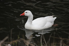 Graylag Goose 2