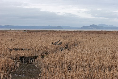 Marshes at Big Ditch