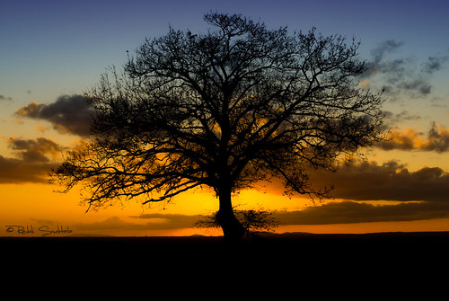 trees sunset art silhouette alberi backlight tramonto pentax controluce flickraward pentaxart