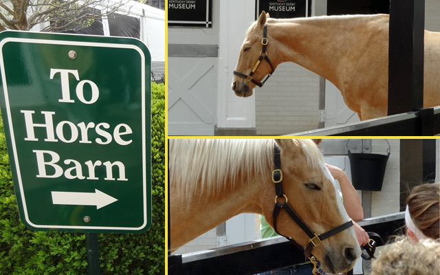 horse-barn-kentucky-derby
