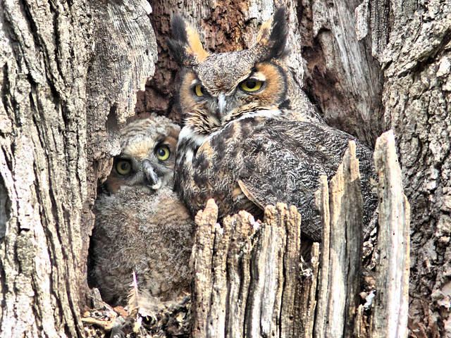 Great Horned Owl and Owlet HDR 02-20160506