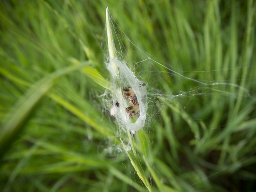 macro green grass spider web silk tent gaze bugseyeview tokina1017mm