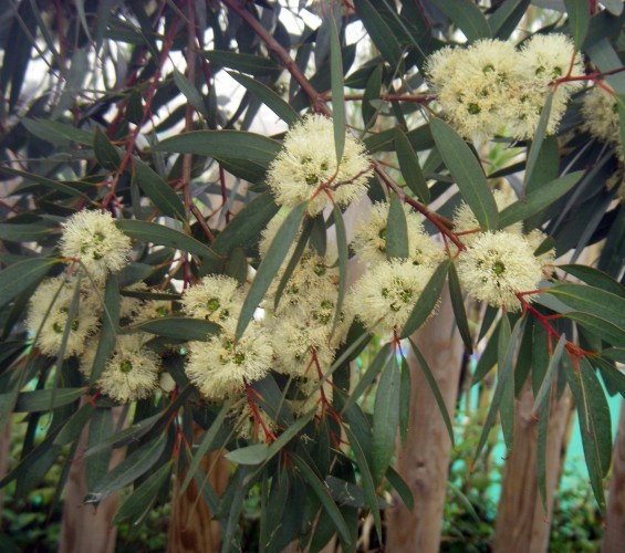 Eucalyptus diversifolia 6794150022_33a2788376_o