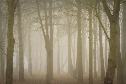 trees mist misty fog landscape suffolk hadleigh