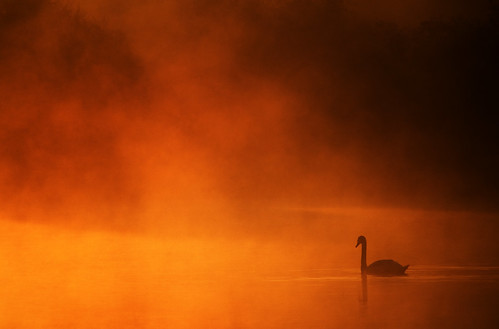 morning red orange mist lake nature water misty fog swimming sunrise dawn swan alone peace northamptonshire foggy peaceful calm serene hss brightwell greataddington