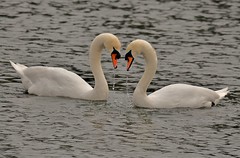 Swan Hearts