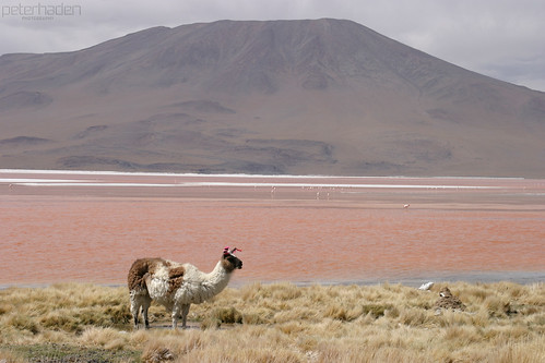 color animal volcano llama bolivia environment lama shape altiplano uyuni