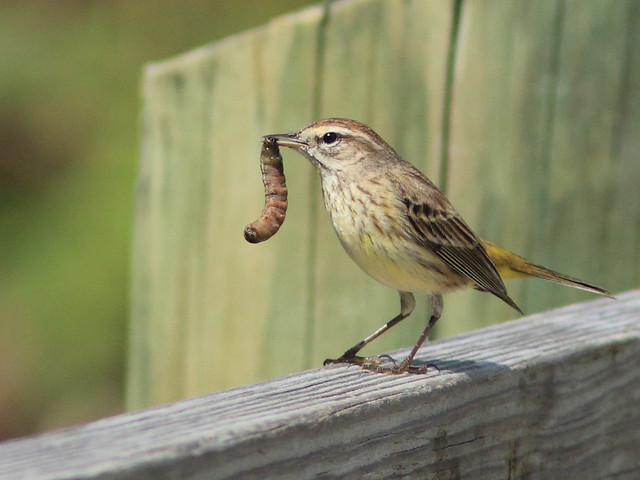 Palm Warbler (Dendroica palmarum) with worm 20120219